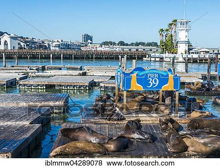 California Sea Lions (Zalophus californianus) at Pier 39, Fisherman's Warf, San Francisco, California, USA, North America View Large Photo Image Stock Photo - California Sea Lions (Zalophus californianus) at Pier 39, Fisherman's Warf, San Francisco, California, USA, North America. Fotosearch