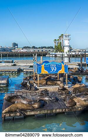 California Sea Lions (Zalophus californianus) at Pier 39, Fisherman's Warf, San Francisco, California, USA, North America View Large Photo Image Stock Photo - California Sea Lions (Zalophus californianus) at Pier 39, Fisherman's Warf, San Francisco, California, USA, North America. Fotosearch