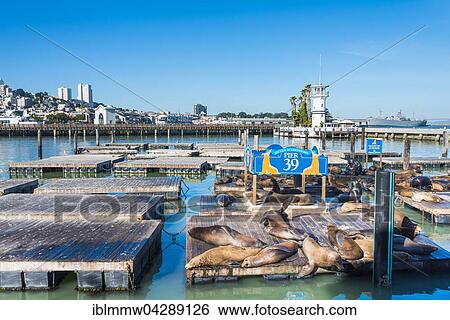 Stock Photograph - California Sea Lions (Zalophus californianus) at Pier 39, Fisherman's Warf, San Francisco, California, USA, North America. Fotosearch
