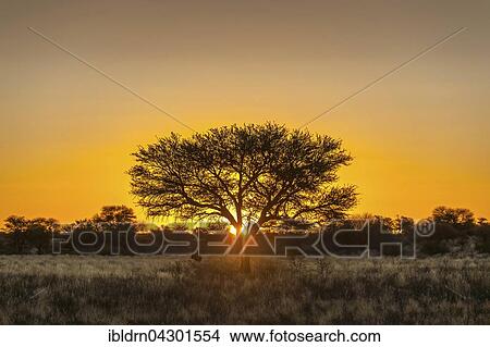 Camel thorn (Vachellia erioloba) at sunset, Nossob Road, Kgalagadi Transfrontier Park, Northern Cape, South Africa, Africa View Large Photo Image Picture - Camel thorn (Vachellia erioloba) at sunset, Nossob Road, Kgalagadi Transfrontier Park, Northern Cape, South Africa, Africa. Fotosearch