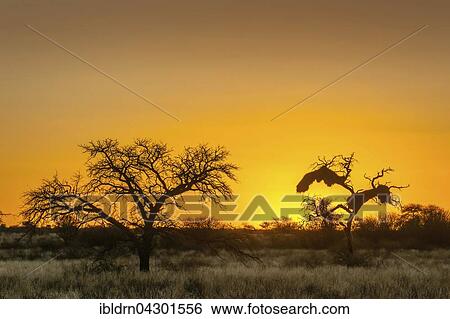 Camel thorn (Vachellia erioloba) at sunset, Nossob Road, Kgalagadi Transfrontier Park, Northern Cape, South Africa, Africa View Large Photo Image Stock Photograph - Camel thorn (Vachellia erioloba) at sunset, Nossob Road, Kgalagadi Transfrontier Park, Northern Cape, South Africa, Africa. Fotosearch