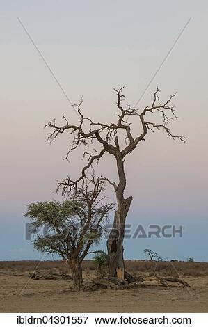 Camel thorn (Vachellia erioloba), dead tree, Nossob Road, Kgalagadi Transfrontier Park, Northern Cape, South Africa, Africa View Large Photo Image Stock Photo - Camel thorn (Vachellia erioloba), dead tree, Nossob Road, Kgalagadi Transfrontier Park, Northern Cape, South Africa, Africa. Fotosearch