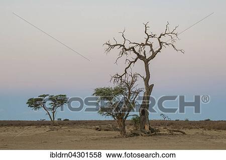 Stock Photo - Camel thorn (Vachellia erioloba), dead tree, Nossob Road, Kgalagadi Transfrontier Park, Northern Cape, South Africa, Africa. Fotosearch