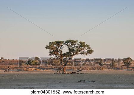 Camel thorn (Vachellia erioloba), Nossob Road, Kgalagadi Transfrontier Park, Northern Cape, South Africa, Africa View Large Photo Image Stock Image - Camel thorn (Vachellia erioloba), Nossob Road, Kgalagadi Transfrontier Park, Northern Cape, South Africa, Africa. Fotosearch