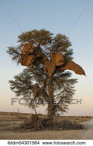 Picture - Camel thorn (Vachellia erioloba) with nest made by sociable weavers (Philetairus socius), Nossob Road, Kgalagadi Transfrontier Park, Northern Cape, South Africa, Africa. Fotosearch