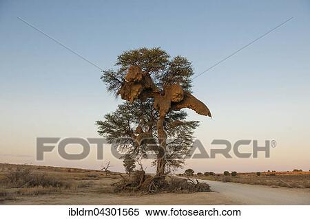 Camel thorn (Vachellia erioloba) with nest made by sociable weavers (Philetairus socius), Nossob Road, Kgalagadi Transfrontier Park, Northern Cape, South Africa, Africa View Large Photo Image Stock Photography - Camel thorn (Vachellia erioloba) with nest made by sociable weavers (Philetairus socius), Nossob Road, Kgalagadi Transfrontier Park, Northern Cape, South Africa, Africa. Fotosearch
