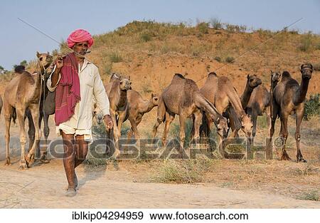 Cameleer on way to Pushkar Mela camel market with his camels, Rajasthan, India, Asia View Large Photo Image Stock Photo - Cameleer on way to Pushkar Mela camel market with his camels, Rajasthan, India, Asia. Fotosearch