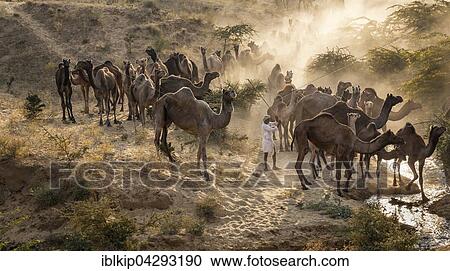 Camels on the way to Pushkar Mela, camel and cattle market, Pushkar, Rajasthan, India, Asia View Large Photo Image Stock Image - Camels on the way to Pushkar Mela, camel and cattle market, Pushkar, Rajasthan, India, Asia. Fotosearch