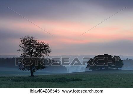 Stock Photography - Cherry (Prunus sp. ) tree and copse, sunset, fog, Hasselfelde, Saxony-Anhalt, Germany, Europe. Fotosearch