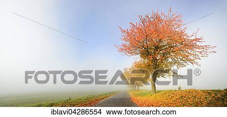 Picture - Cherry (Prunus sp. ) tree in autumn colours beside road, morning fog, cobblestones, Saxony-Anhalt, Germany, Europe. Fotosearch