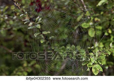 Cobweb in morning dew, Saxony, Germany, Europe View Large Photo Image Stock Photography - Cobweb in morning dew, Saxony, Germany, Europe. Fotosearch