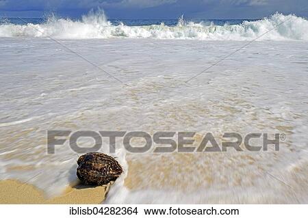 Coconut on beach in surf, Anse Intendance, Mahe Island, Seychelles, Africa View Large Photo Image Picture - Coconut on beach in surf, Anse Intendance, Mahe Island, Seychelles, Africa. Fotosearch