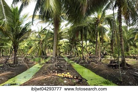 Stock Photo - Coconut palm, plantation, Amphawa District, Samut Songkhram Province, Thailand, Asia. Fotosearch