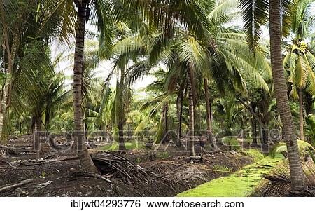 Coconut palm, plantation, Amphawa District, Samut Songkhram Province, Thailand, Asia View Large Photo Image Stock Photograph - Coconut palm, plantation, Amphawa District, Samut Songkhram Province, Thailand, Asia. Fotosearch