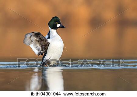 Common goldeneye (Bucephala clangula) in water, male flapping wings, Middle Elbe Biosphere Reserve, Saxony-Anhalt, Germany, Europe View Large Photo Image Picture - Common goldeneye (Bucephala clangula) in water, male flapping wings, Middle Elbe Biosphere Reserve, Saxony-Anhalt, Germany, Europe. Fotosearch