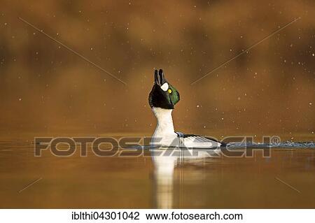 Common goldeneye (Bucephala clangula), male in water, courtship, Middle Elbe Biosphere Reserve, Saxony-Anhalt, Germany, Europe View Large Photo Image Stock Image - Common goldeneye (Bucephala clangula), male in water, courtship, Middle Elbe Biosphere Reserve, Saxony-Anhalt, Germany, Europe. Fotosearch