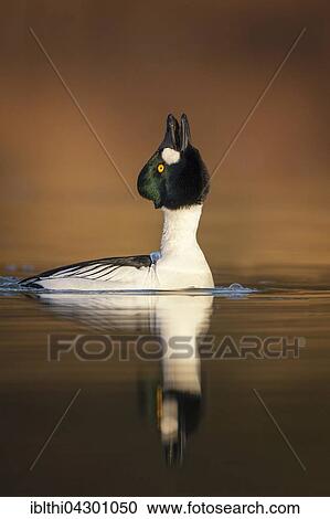 Common goldeneye (Bucephala clangula), male in water, courtship, Middle Elbe Biosphere Reserve, Saxony-Anhalt, Germany, Europe View Large Photo Image Stock Image - Common goldeneye (Bucephala clangula), male in water, courtship, Middle Elbe Biosphere Reserve, Saxony-Anhalt, Germany, Europe. Fotosearch