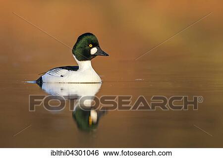 Stock Photograph - Common goldeneye (Bucephala clangula) in water, male, Middle Elbe Biosphere Reserve, Saxony-Anhalt, Germany, Europe. Fotosearch