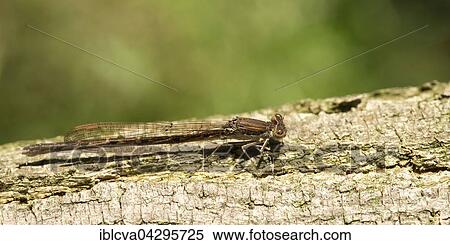 Common winter damsel (Sympecma fusca), female, basking on tree trunk, Lower Saxony, Germany, Europe View Large Photo Image Stock Photography - Common winter damsel (Sympecma fusca), female, basking on tree trunk, Lower Saxony, Germany, Europe. Fotosearch