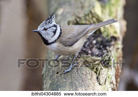 Crested Tit (Lophophanes cristatus) on tree trunk, Middle Elbe Biosphere Reserve, Saxony-Anhalt, Germany, Europe View Large Photo Image Stock Photography - Crested Tit (Lophophanes cristatus) on tree trunk, Middle Elbe Biosphere Reserve, Saxony-Anhalt, Germany, Europe. Fotosearch