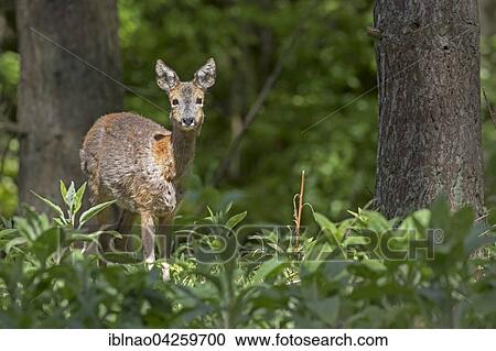 Stock Image - Deer (Capreolus capreolus), doe in a clearing, Schleswig Holstein, Germany, Europe. Fotosearch