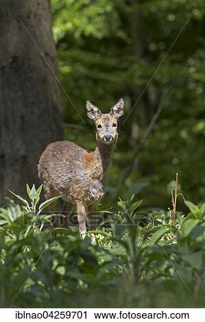 Deer (Capreolus capreolus), doe in a clearing, Schleswig Holstein, Germany, Europe View Large Photo Image Stock Image - Deer (Capreolus capreolus), doe in a clearing, Schleswig Holstein, Germany, Europe. Fotosearch
