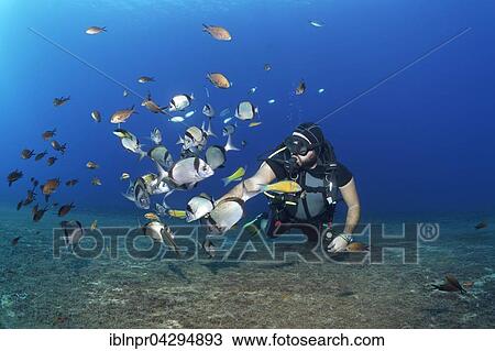Stock Image - Diver feeding fish, White seabream or Sargo (Diplodus sargus), Larnaca, Cyprus, Europe. Fotosearch