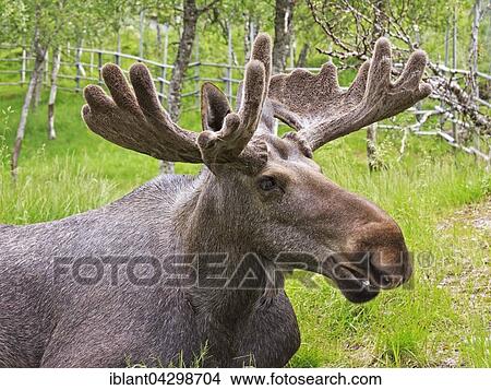 Picture - Elk (Alces alces), bull, portrait, captive, Troms, Norway, Europe. Fotosearch