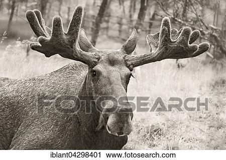 Elk (Alces alces), bull, portrait, captive, Troms, Norway, Europe View Large Photo Image Stock Image - Elk (Alces alces), bull, portrait, captive, Troms, Norway, Europe. Fotosearch