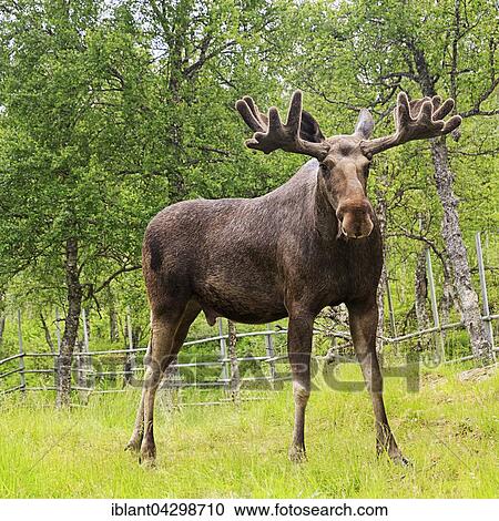 Elk (Alces alces), bull, portrait, captive, Troms, Norway, Europe View Large Photo Image Stock Image - Elk (Alces alces), bull, portrait, captive, Troms, Norway, Europe. Fotosearch