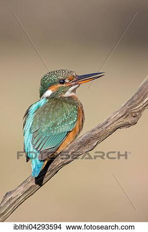 Eurasian kingfisher (Alcedo atthis) sitting on tree branch, female, Middle Elbe Biosphere Reserve, Saxony-Anhalt, Germany, Europe View Large Photo Image Picture - Eurasian kingfisher (Alcedo atthis) sitting on tree branch, female, Middle Elbe Biosphere Reserve, Saxony-Anhalt, Germany, Europe. Fotosearch