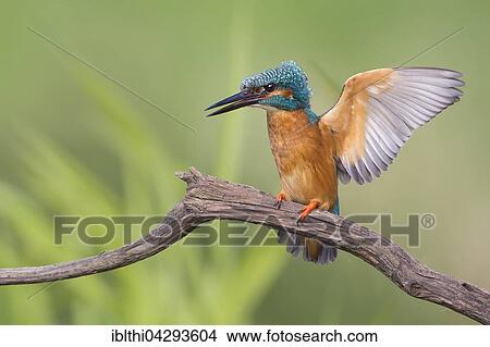 Eurasian kingfisher (Alcedo atthis) flapping wings, male, Middle Elbe Biosphere Reserve, Saxony-Anhalt, Germany, Europe View Large Photo Image Picture - Eurasian kingfisher (Alcedo atthis) flapping wings, male, Middle Elbe Biosphere Reserve, Saxony-Anhalt, Germany, Europe. Fotosearch