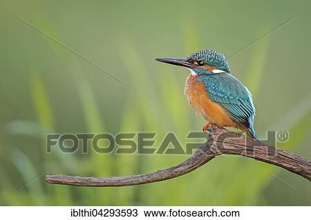 Eurasian kingfisher (Alcedo atthis) sitting on tree branch, male, Middle Elbe Biosphere Reserve, Saxony-Anhalt, Germany, Europe View Large Photo Image Stock Image - Eurasian kingfisher (Alcedo atthis) sitting on tree branch, male, Middle Elbe Biosphere Reserve, Saxony-Anhalt, Germany, Europe. Fotosearch