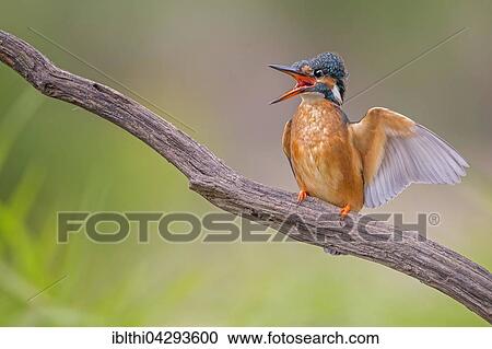 Eurasian kingfisher (Alcedo atthis) flapping wings, female, Middle Elbe Biosphere Reserve, Saxony-Anhalt, Germany, Europe View Large Photo Image Stock Image - Eurasian kingfisher (Alcedo atthis) flapping wings, female, Middle Elbe Biosphere Reserve, Saxony-Anhalt, Germany, Europe. Fotosearch