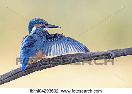 Eurasian kingfisher (Alcedo atthis) with outspread wings, male, juvenile, Middle Elbe Biosphere Reserve, Saxony-Anhalt, Germany, Europe View Large Photo Image Stock Image - Eurasian kingfisher (Alcedo atthis) with outspread wings, male, juvenile, Middle Elbe Biosphere Reserve, Saxony-Anhalt, Germany, Europe. Fotosearch