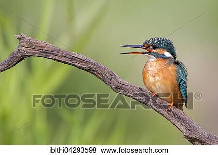 Eurasian kingfisher (Alcedo atthis) sitting on tree branch, females, Middle Elbe Biosphere Reserve, Saxony-Anhalt, Germany, Europe View Large Photo Image Stock Photo - Eurasian kingfisher (Alcedo atthis) sitting on tree branch, females, Middle Elbe Biosphere Reserve, Saxony-Anhalt, Germany, Europe. Fotosearch