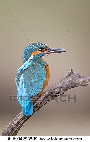 Eurasian kingfisher (Alcedo atthis) sitting on tree branch, female, Middle Elbe Biosphere Reserve, Saxony-Anhalt, Germany, Europe View Large Photo Image Stock Photo - Eurasian kingfisher (Alcedo atthis) sitting on tree branch, female, Middle Elbe Biosphere Reserve, Saxony-Anhalt, Germany, Europe. Fotosearch