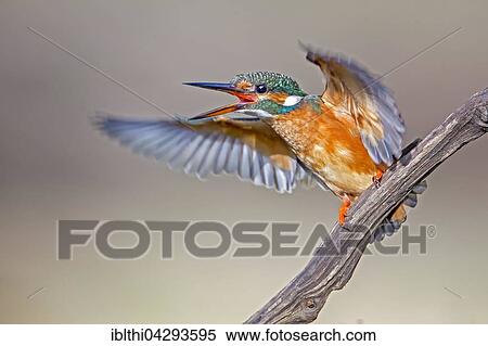 Eurasian kingfisher (Alcedo atthis) flapping wings excitedly, female, Middle Elbe Biosphere Reserve, Saxony-Anhalt, Germany, Europe View Large Photo Image Stock Photography - Eurasian kingfisher (Alcedo atthis) flapping wings excitedly, female, Middle Elbe Biosphere Reserve, Saxony-Anhalt, Germany, Europe. Fotosearch