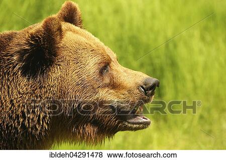 Stock Photo - European brown bear, Portrait (Ursus arctos) captive, Sweden, Europe. Fotosearch