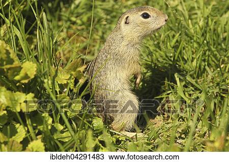 European ground squirrel (Spermophilus citellus) watching upright, captive, Sweden, Europe View Large Photo Image Stock Image - European ground squirrel (Spermophilus citellus) watching upright, captive, Sweden, Europe. Fotosearch