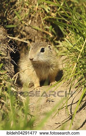 European ground squirrel (Spermophilus citellus) young in front of the den, captive, Sweden, Europe View Large Photo Image Stock Photo - European ground squirrel (Spermophilus citellus) young in front of the den, captive, Sweden, Europe. Fotosearch