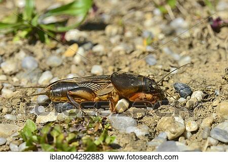 European Mole Cricket (Gryllotalpa gryllotalpa), Burgenland, Austria, Europe View Large Photo Image Stock Image - European Mole Cricket (Gryllotalpa gryllotalpa), Burgenland, Austria, Europe. Fotosearch