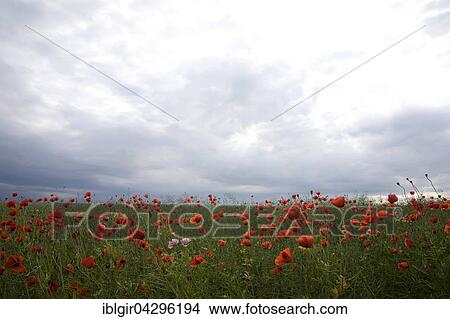 Picture - Field of common poppies (Papaver rhoeas), Saxony, Germany, Europe. Fotosearch