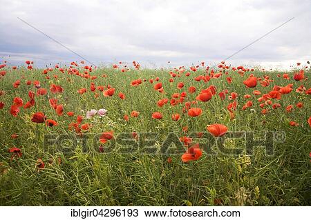 Field of common poppies (Papaver rhoeas), Saxony, Germany, Europe View Large Photo Image Stock Image - Field of common poppies (Papaver rhoeas), Saxony, Germany, Europe. Fotosearch