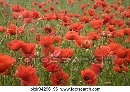 Field of common poppies (Papaver rhoeas), Saxony, Germany, Europe View Large Photo Image Stock Photograph - Field of common poppies (Papaver rhoeas), Saxony, Germany, Europe. Fotosearch