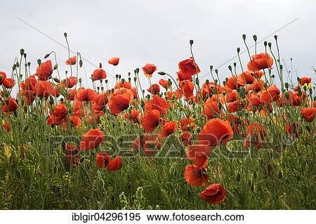 Stock Photography - Field of common poppies (Papaver rhoeas), Saxony, Germany, Europe. Fotosearch