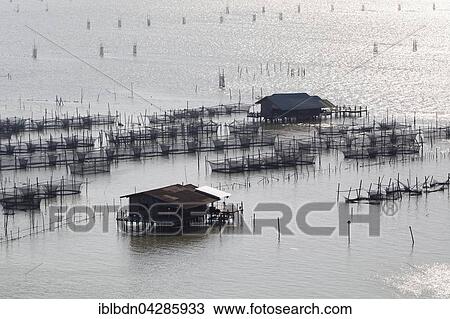 Fish farming, Songkhla Lake, Thale Sap Songkhla, Thailand, Asia View Large Photo Image Stock Image - Fish farming, Songkhla Lake, Thale Sap Songkhla, Thailand, Asia. Fotosearch