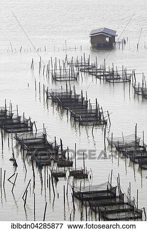 Fish farming, Songkhla Lake, Thale Sap Songkhla, Thailand, Asia View Large Photo Image Stock Photo - Fish farming, Songkhla Lake, Thale Sap Songkhla, Thailand, Asia. Fotosearch