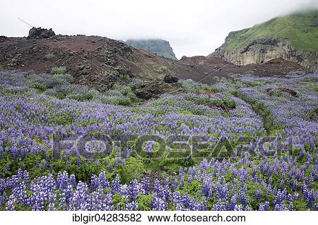 Stock Image - Flowering Nootka Lupins (Lupinus nootkatensis) on Heimaey, Iceland, Europe. Fotosearch