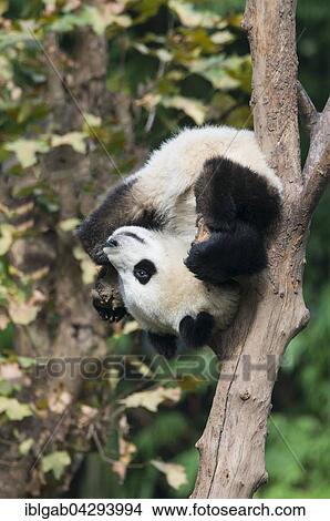 Giant Panda (Ailuropoda melanoleuca), two years, climbing tree, China Conservation and Research Centre for the Giant Panda, Chengdu, Sichuan, China, Asia View Large Photo Image Picture - Giant Panda (Ailuropoda melanoleuca), two years, climbing tree, China Conservation and Research Centre for the Giant Panda, Chengdu, Sichuan, China, Asia. Fotosearch